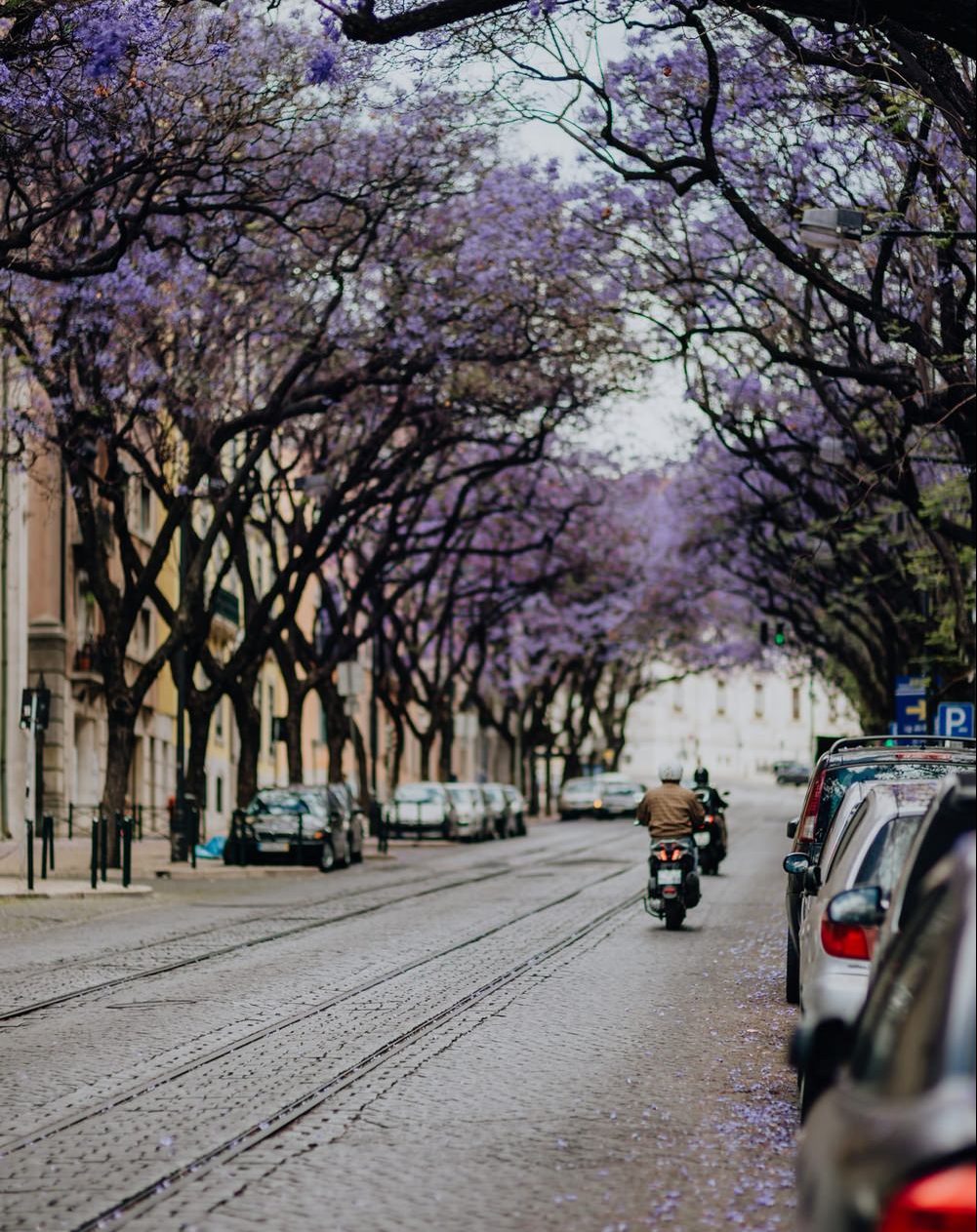 wolf-rechtsanwaelte-verkehrsrecht-beratung-koblenz-berlin Anwalt Verkehrsrecht Koblenz