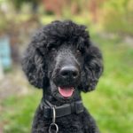 Wolf Rechtsanwälte Koblenz Berlin Bürohund